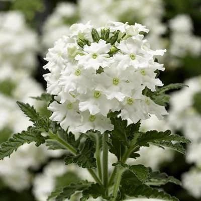 white verbena flower heirloom non-gmo seeds