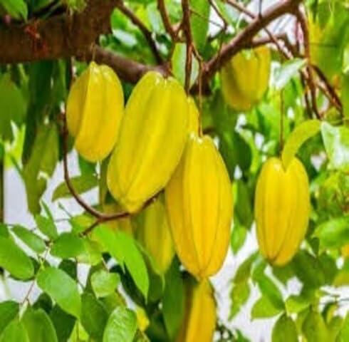 Yellow Carambola Seeds – Heirloom, Non-GMO, High Germination Organic Garden Seeds