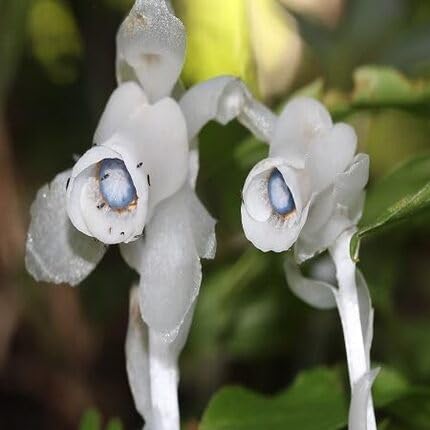 White Monotropa Uniflora Flower Seeds – Heirloom, Non-GMO, High Germination Seeds