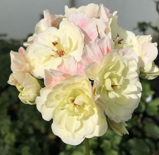 Semillas de geranio amarillas, rosas – Semillas reliquia sin OMG de alta germinación