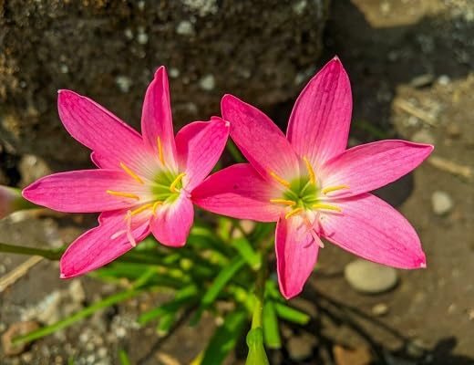 Zephyranthes Flower Seeds – Heirloom Non-GMO High Germination Organic Garden Seeds