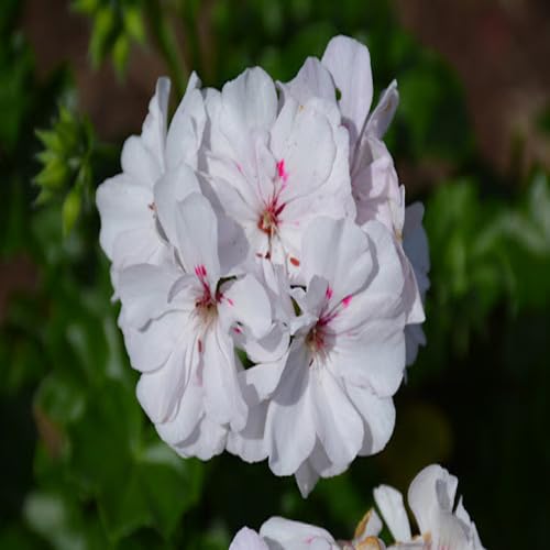 White Pelargonium Peltatum Flower Seeds – Heirloom, Non-GMO, High Germination Organic Garden Seeds for Planting