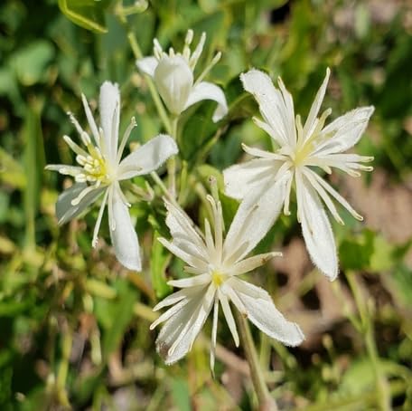 White Clematis Ligusticifolia Flower Seeds – Heirloom, Non-GMO, High Germination Organic Garden Seeds for Planting