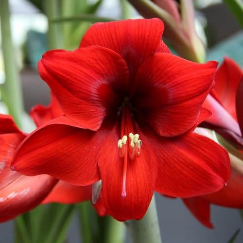 red hippeastrum flower heirloom non-gmo seeds