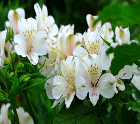 White Alstroemeria Flower Seeds Heirloom Non-GMO High Germination Organic Garden Seeds