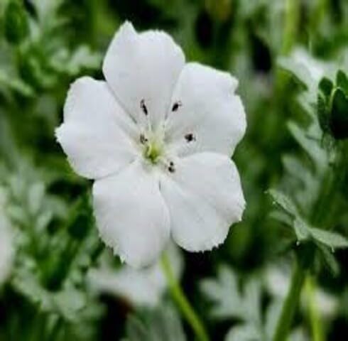 White Nemophila Flower Seeds – Heirloom Non-GMO Organic Garden