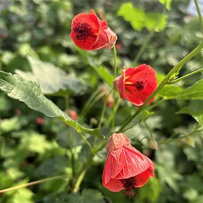 Abutilon Flower Seeds for Planting – Heirloom Non-GMO High Germination Organic Garden Seeds
