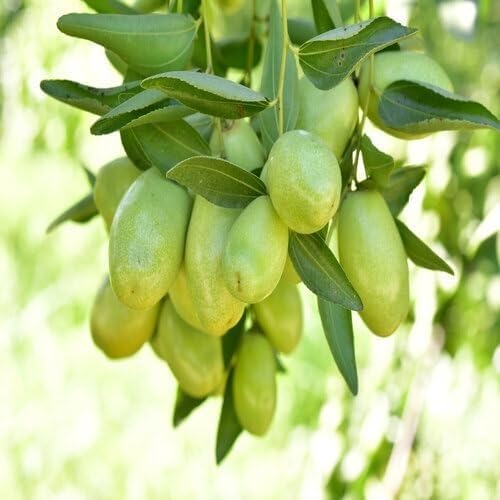 Green Jojoba Seeds – Heirloom, Non-GMO, High Germination Organic Garden Seeds
