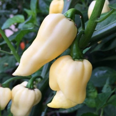 Chilli Pepper Seeds – Heirloom, Non-GMO, High Germination Organic Garden Seeds Planting