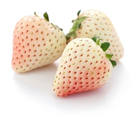 Strawberry Seeds White – Heirloom, Non-GMO, High Germination Organic Garden Seeds for Planting