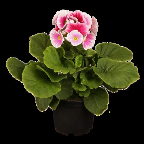 Semillas de flores de Obconica rosa – Herencia, sin OGM, semillas de jardín orgánicas de alta germinación para plantar