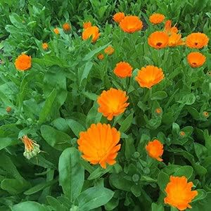 calendulaflowerheirloomnongmo flower seeds