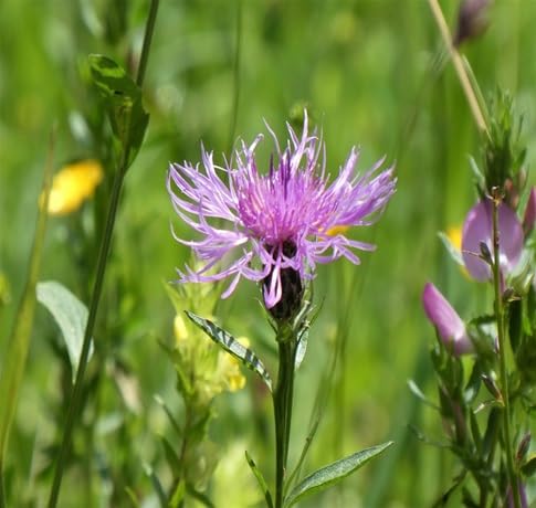 Centaurea Flower Seeds – Heirloom, Non-GMO, High Germination Organic Garden Seeds for Planting