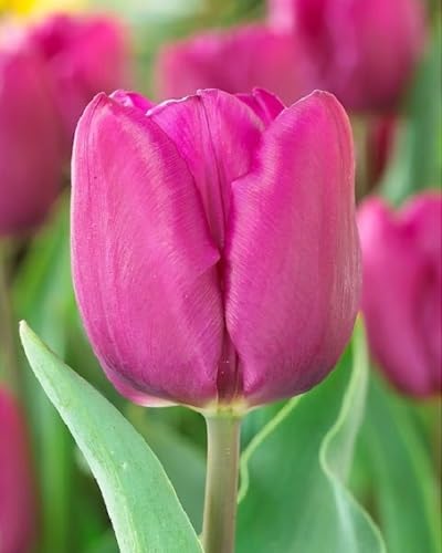 Pink Tulip Flower Seeds for Planting – Heirloom, Non-GMO, High Germination