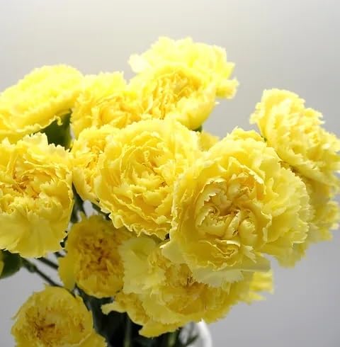 Semillas de flores de clavel Perennialpcs – Semillas de jardín orgánicas, reliquia, sin OMG, de alta germinación para plantar