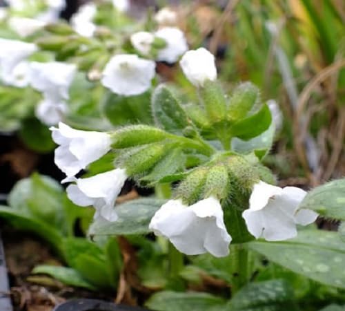 White Sissinghurst Flower Seeds Heirloom Non-GMO High Germination Organic Garden Seeds for Planting