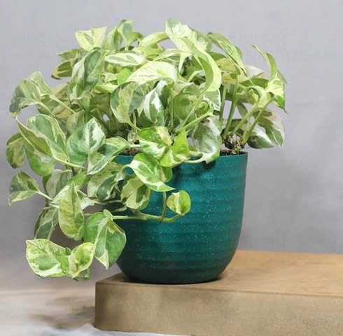 green white flower seeds