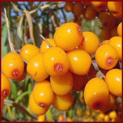 Hippophae Rhamnoides Seeds – Heirloom, Non-GMO, High Germination Organic Garden Seeds