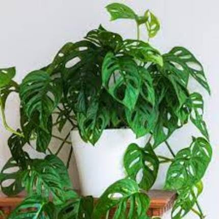 green monstera flower seeds