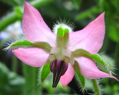 Pink Borage Flower Seeds – Heirloom, Non-GMO, High Germination Organic Garden Seeds for Planting