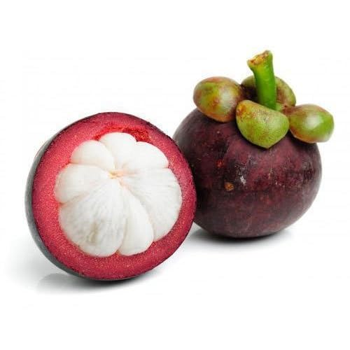 Semillas de mangostán marrón – Cimarrón, sin OGM, semillas de jardín orgánicas de alta germinación