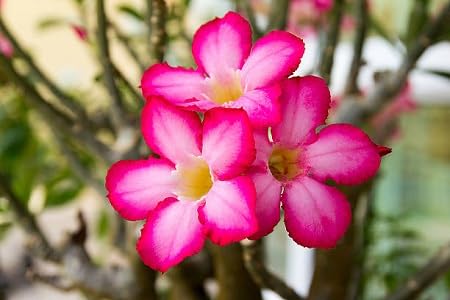 Adenium Flower Seeds Pink for Planting – Heirloom Non-GMO High Germination Organic Garden Seeds