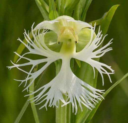 White Platanthera Flower Seeds Heirloom Non-GMO High Germination Organic Garden Seeds for Planting