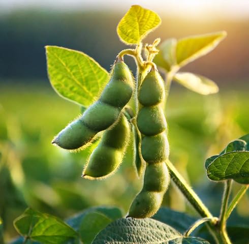 Grüne Sojabohnensamen – Alte Sorte, gentechnikfrei, hohe Keimfähigkeit, Bio-Gartensamen zum Pflanzen