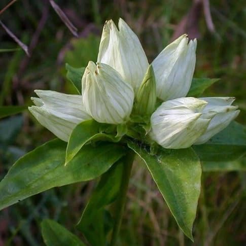 Enzian Blumensamen – Alte Sorte, gentechnikfrei, keimfreudige Bio-Gartensamen zum Pflanzen