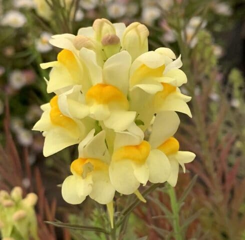 Yellow Linaria Vulgaris Flower Seeds – Heirloom Non-GMO High Germination Organic Garden Seeds