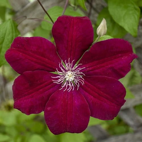 Red Clematis Flower Seeds – Heirloom, Non-GMO, High Germination Organic Garden Seeds for Planting