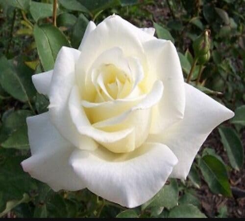 White Rose Flower Seeds – Heirloom Non-GMO Organic Garden Seeds