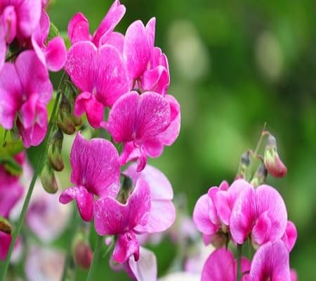 Sweetpea Flower Seeds Pink Heirloom Non-GMO High Germination Organic Garden Seeds for Planting