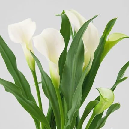 Calla Flower Seeds – Heirloom, Non-GMO, High Germination Organic Garden Seeds for Planting