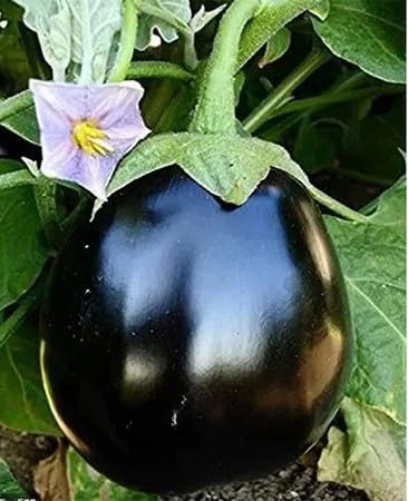 Black Eggplant Seeds – Heirloom, Non-GMO, High Germination Organic Garden Seeds Planting