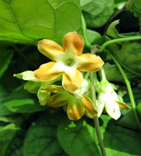 Telosma Cordata Flower Seeds Heirloom Non-GMO High Germination Organic Garden Seeds for Planting