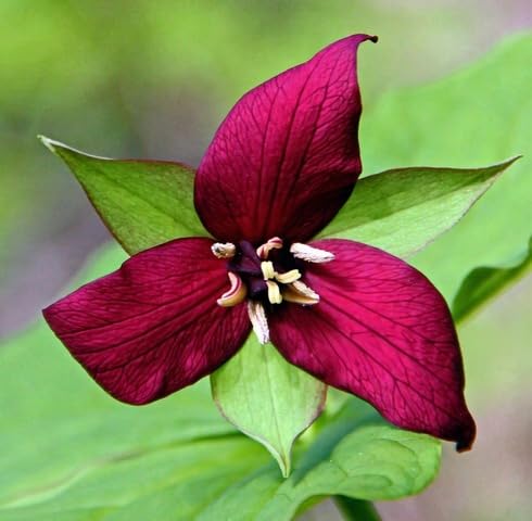 Red Trillium Grandiflorum Flower Seeds Heirloom Non-GMO High Germination Organic Garden Seeds for Planting