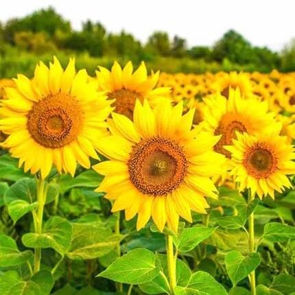 Sunflower Seeds For Planting Yellow Yellow Heirloom Non-GMO High Germination Organic Garden Seeds for Planting