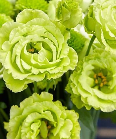 lisianthus flower heirloom non-gmo seeds