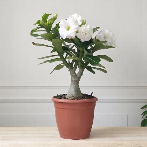 White Adenium Obesum Flower Seeds Heirloom Non-GMO High Germination Organic Garden Seeds