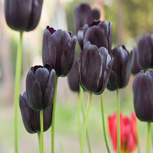 black giant flower seeds