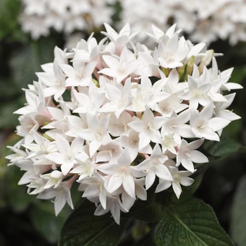 White Lanceolata Flower Seeds – Heirloom, Non-GMO, High Germination Seeds