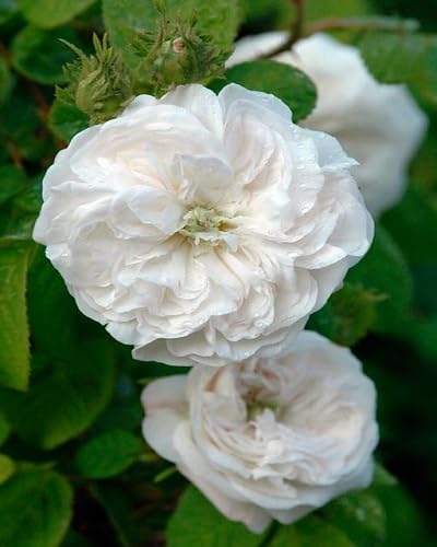 Rose Flower Seeds White Heirloom Non-GMO High Germination Organic Garden Seeds for Planting