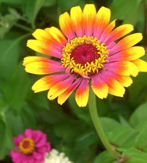 Pink Yellow Zinnia Flower Seeds – Heirloom, Non-GMO, High Germination Organic Garden Seeds for Planting Seeds for Planting