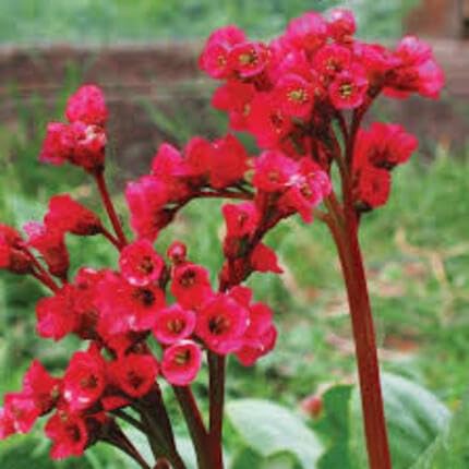 Red Bergenia Flower Seeds Heirloom Non-GMO High Germination Organic Garden Seeds for Planting