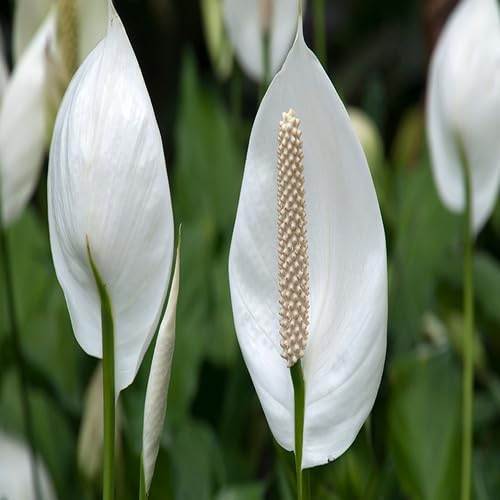 Spathiphyllum Blumensamen Weiß Alte Sorte gentechnikfrei Hohe Keimrate Bio-Gartensamen zum Pflanzen