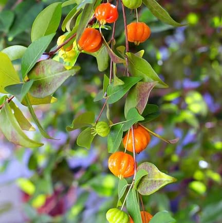 Orange Cherry Seeds – Heirloom, Non-GMO, High Germination Organic Garden Seeds