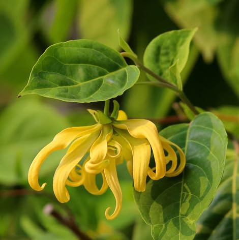 Pieces Yellow Cananga Flower Seeds – Heirloom, Non-GMO, High Germination Organic Seeds