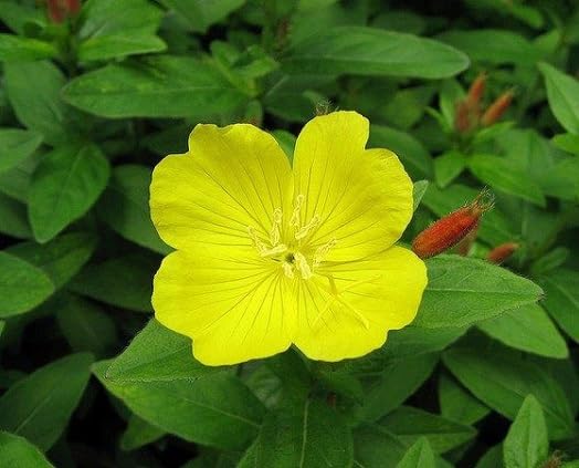 Yellow Oenothera Flower Seeds – Heirloom, Non-GMO, High Germination Organic Seeds