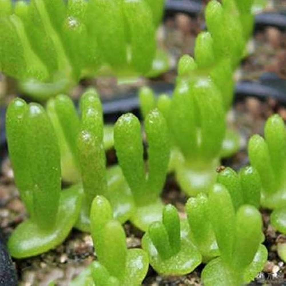 Rabbit Monitoring herb seeds